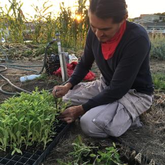 A man kneels beside a tray of wildflower seedlings, carefully removing each one in readiness for planting them.