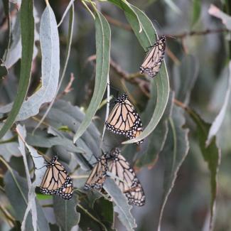 A handful of monarch butterflies with wings closed rest on the long gray-green leaves of eucalyptus
