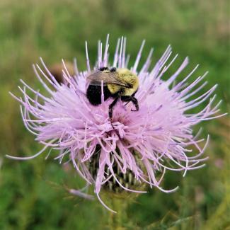 In the center of a large pink-colored thistle bloom is a black and yellow bumble bee.