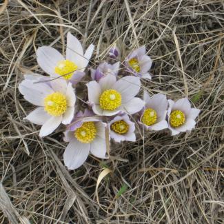 Pink blooms of prairie crocus contrast against the brown grass