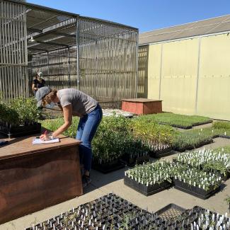 Plant trays containing thousands of seedlings are laid out on the ground.