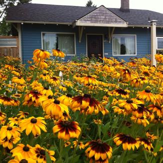 A mass of yellow coneflowers fill the front garden of this house. The color contrasts with the blue walls.
