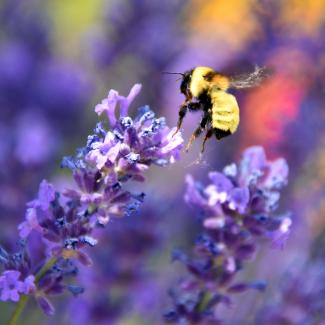 A fuzzy, primarily yellow, bee flies towards a purple sprig of flowers. The bee and the flowers are in sharp focus. The background, made up of purples and reds, is blurred.