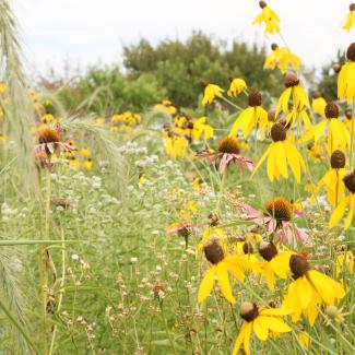 A patch of pollinator habitat on a farm in Iowa is a mass of yellow, white, and purple flowers