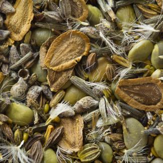 This mix of wildflower seeds are many different shapes and shades of brown and gray, and some have tuts of pale hair
