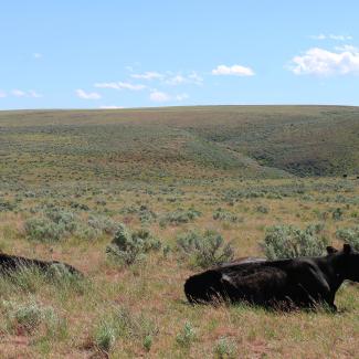A cow and her calf, both black, lie in the middle of sagebrush and grasses, with the rangeland stretching away to the horizon.