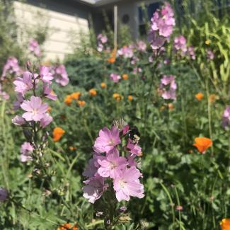several tall spikes of pink checkermallow flowers stand among a scattering of golden-orange flowers of California poppy in this garden. In the foreground, a bumble bee with a yellow head forages on a checkermallow