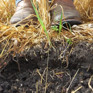 A photo that shows a cross section of soil on the side of a pit. The soil is dark brown and crumbling into lumps. The upper part of the photo shows the pale brown straw of the crop growing in the field, and the scuffed brown boots of a farmer.