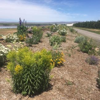 A photograph of a farm, looking along a recently planted hedgerow. The hedgerow has three rows of bushy plants that stretch into the distance. Many of the plants are in bloom, showing yellow, white, pink, and purple flowers. To the left is a pond, reflecting the blue sky. To the right is a gravel road and apple trees.