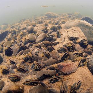 An underwater photo showing the bottom of a river and above it in the hazy water small brown fish. The river bottom is made of dark, rounded rocks, some large, some small, surrounded by pale brown sand. In the sand can be seen dozens of freshwater mussels. The mussels are oval shaped and very dark, almost black. The two halves of their shells are slightly open, showing the paler, soft flesh of the animal.