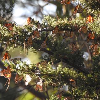 Monarchs at a private overwintering site in Monterey county, CA