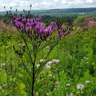 This photograph shows a flowering meadow on the edge of an orchard. The flowers include tall dark-purple flowers, lower growing pale-purple flowers, and darker pink blooms beyond. In the distance can be seen green forest covering gently sloping hills. The sky has white and pale gray clouds.
