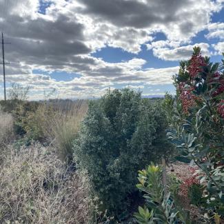 Year 3 hedgerow with fruiting Toyon (aka Christmas Holly) (Heteromeles arbutifolia) and flowering Coyote brush (Baccharis pilularis) in Colusa, CA, November 2021. Credit: Anna Murray/ Xerces Society