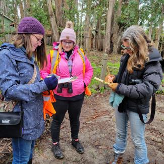 Volunteers count monarchs in Pacific Grove Monarch Butterfly Sanctuary, December 2021 (Photo: Candy Sarikonda)