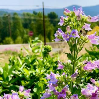 Penstemon flowers at the Hood River NRCS field office demonstration garden ( Emily Huth/ NRCS).