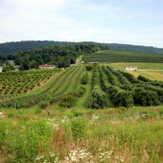 Flowers bloom in the foreground of a Pennsylvania orchard with hills in the distance. Photo: Kelly Gill/ Xerces Society