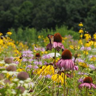A monarch butterfly drinks nectar from a purple coneflower in the middle of a field of wildflowers. The monarch is orange-brown with black markings. The coneflowers have a reddish-brown raised dome in the center that is surrounded by drooping purple petals. The other flowers in the meadow are yellow and pink, and beyond is wall of green trees that forms the edge of a woodland.