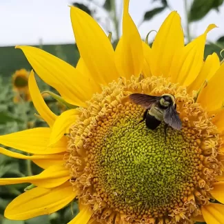 Bombus fraternus on sunflower (Photo: K. Hayden)