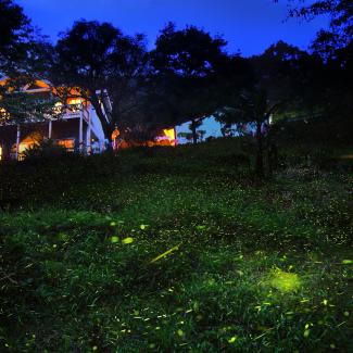 Fireflies at dusk outside a lit house. (Photo: Jerry Lai, Flickr.com.)