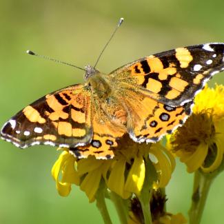 West coast lady, Vanessa annabella. Photo: Chris Halsch, University of Nevada-Reno