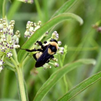 Endangered southern plains bumble bee on milkweed blooms