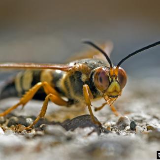 Cicada killer wasp