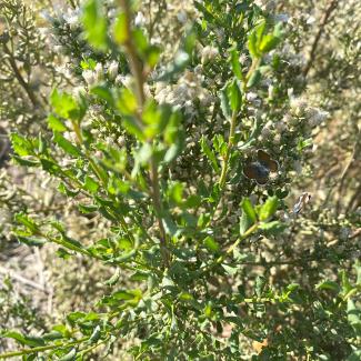Butterflies on blooming coyote bush