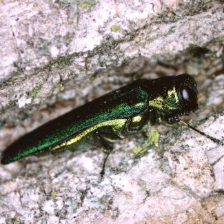 Adult emerald ash borer insect