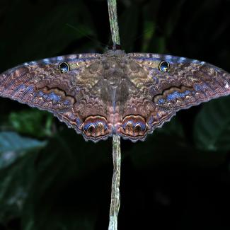 Black witch moth