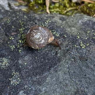 A hesperian snail from a site near Grizzly Creek