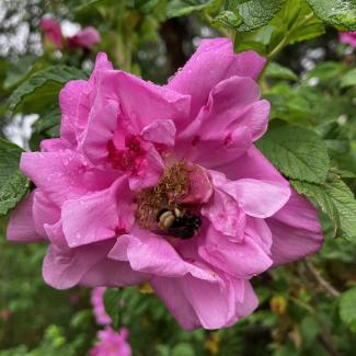 Yellow banded bumble bee on a garden rose on a cranberry farm 