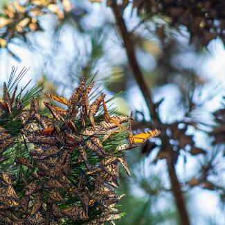 Monarchs cluster together on a branch