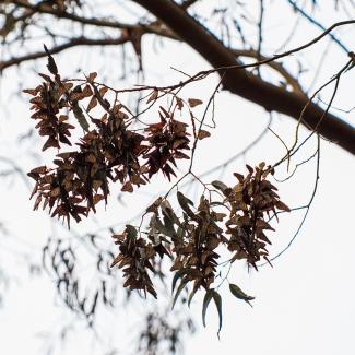 Clusters of overwintering monarchs on a tree branch