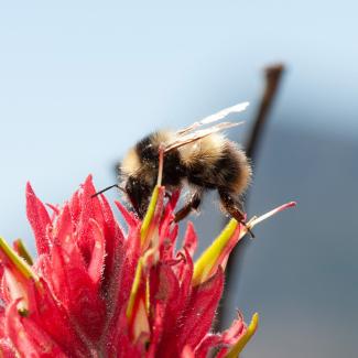 Golden-belted bumble bee on paintbrush flower