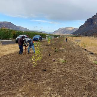 Several people using a tool to make holes in the ground for planting hedgerow plants across the street from an orchard