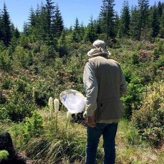 David Kollen walking outdoors with a bumble bee net 