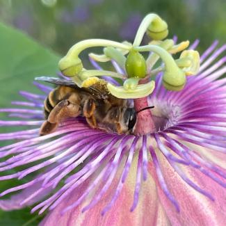 Bee pollinating flower