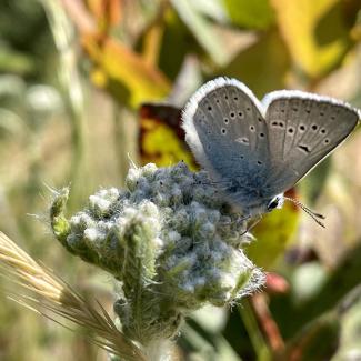 male coastal greenish blue butterfly