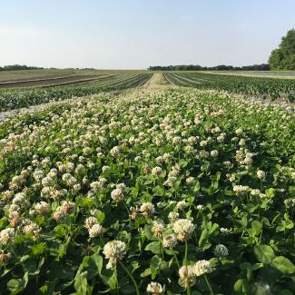 white clover as cover crop