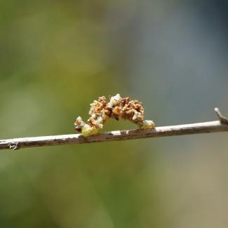 Camouflaged looper hiding itself with petals from mountain mint flowers. (Photo: Kailee Slusser, Xerces Society)