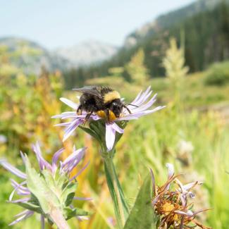 Bombus occidentalis on monarda flower in foreground, with mountains beyond