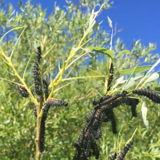 mourning cloak caterpillars cluster heavily on willow twigs, eating leaves