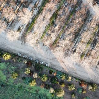 An aerial view looking down on an almond orchard. At the bottom of the photo, the greenery of the hedgerow planted as habitat for bees contrasts with the straight rows of almond trees above.