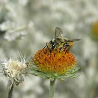 A leafcutter bee drinks nectar from rayless blanketflower
