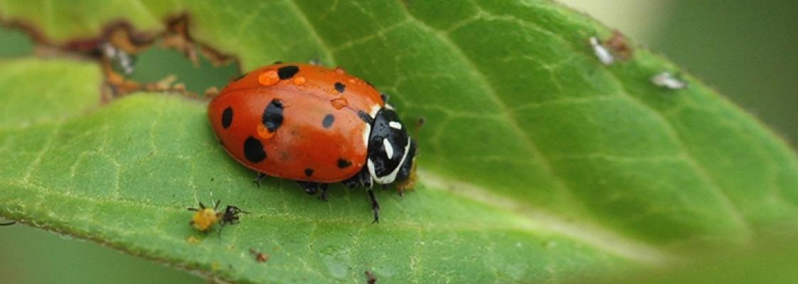 Convergent lady beetle eating aphids