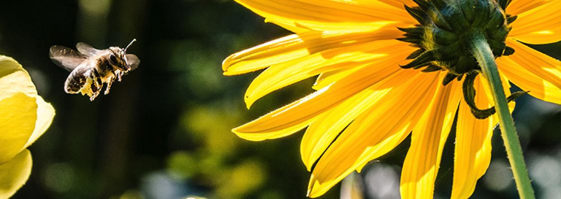 Pollinator Protection Policies