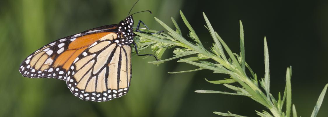 An orange monarch stands out against a dark green backdrop.