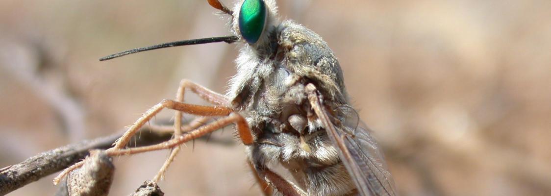 A fly with a fuzzy, brown-striped body; orange legs; a long, black proboscis; and a bright green, shiny eye perches on a twig
