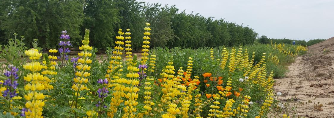 A bright, colorful hedgerow bursting with yellow lupine, orange California poppies, and other blossoms, runs parallel to rows of trees in an almond orchard.
