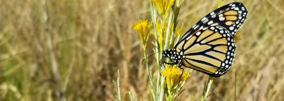 A monarch clings to a stalk with tufty yellow flowers, in a grassy, arid landscape.